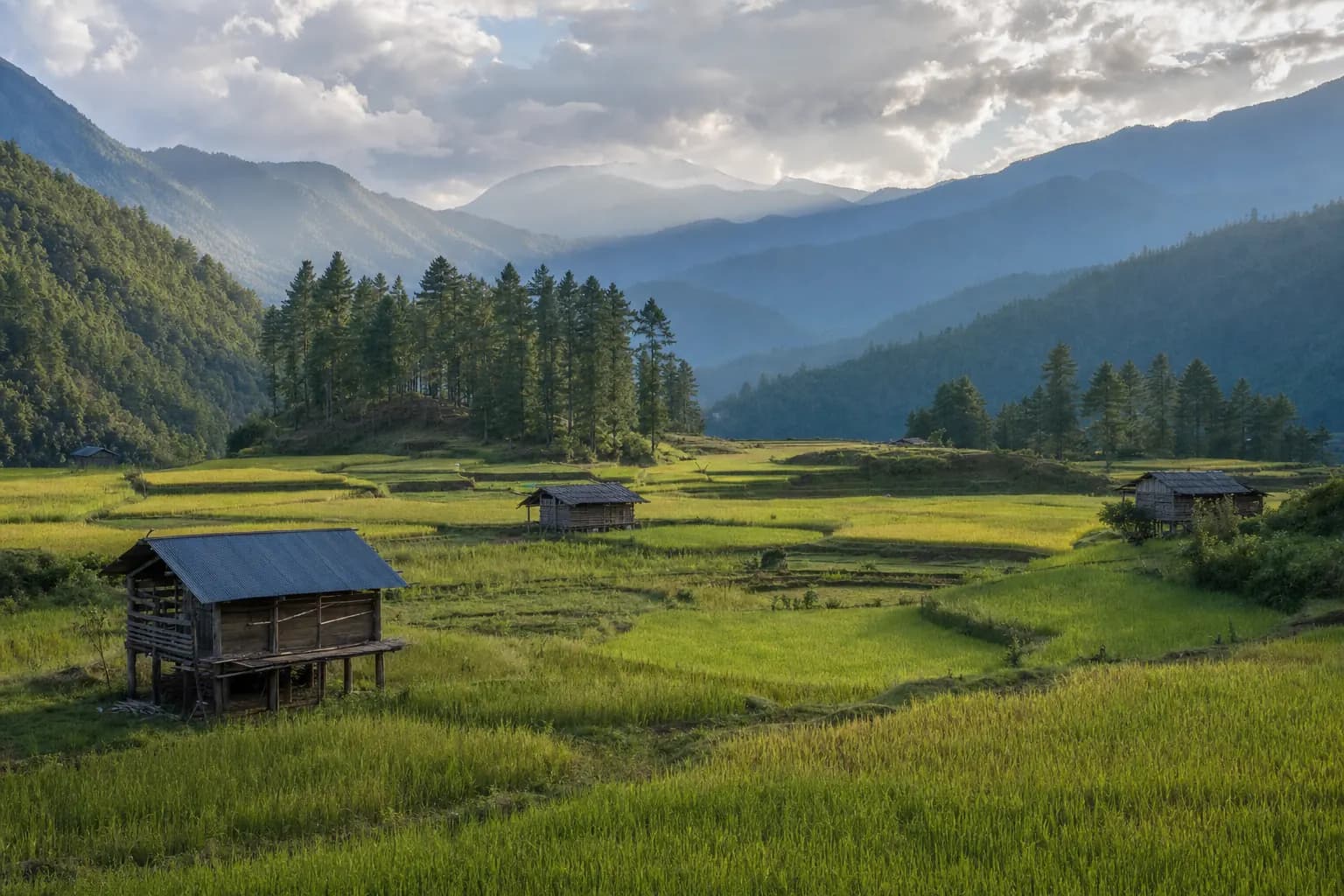 Green rice paddies and pine groves across the Ziro valley