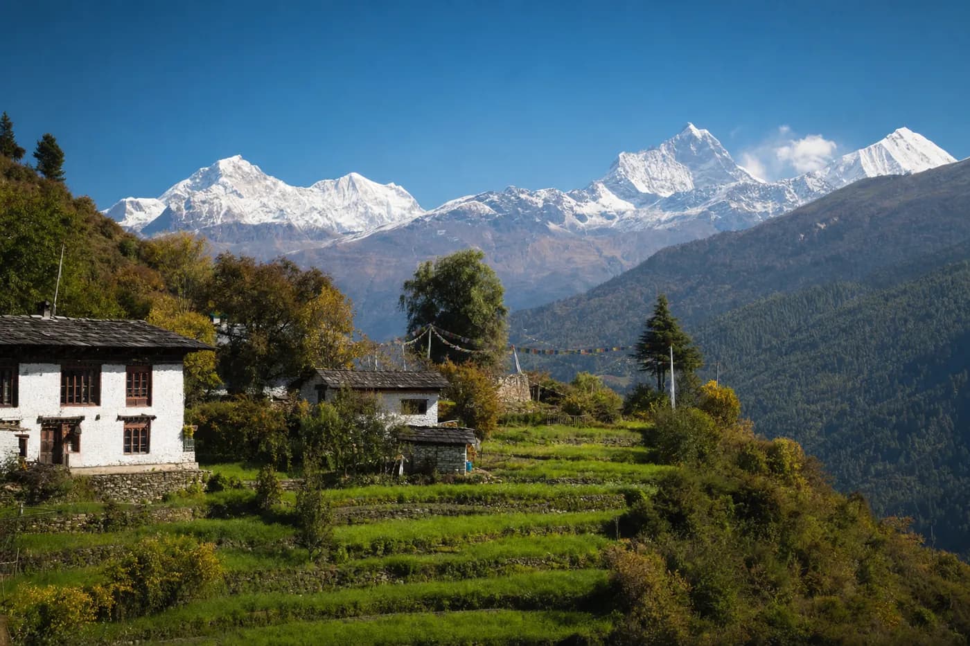 Terraced fields and whitewashed farmhouses in a Himalayan valley under snow peaks