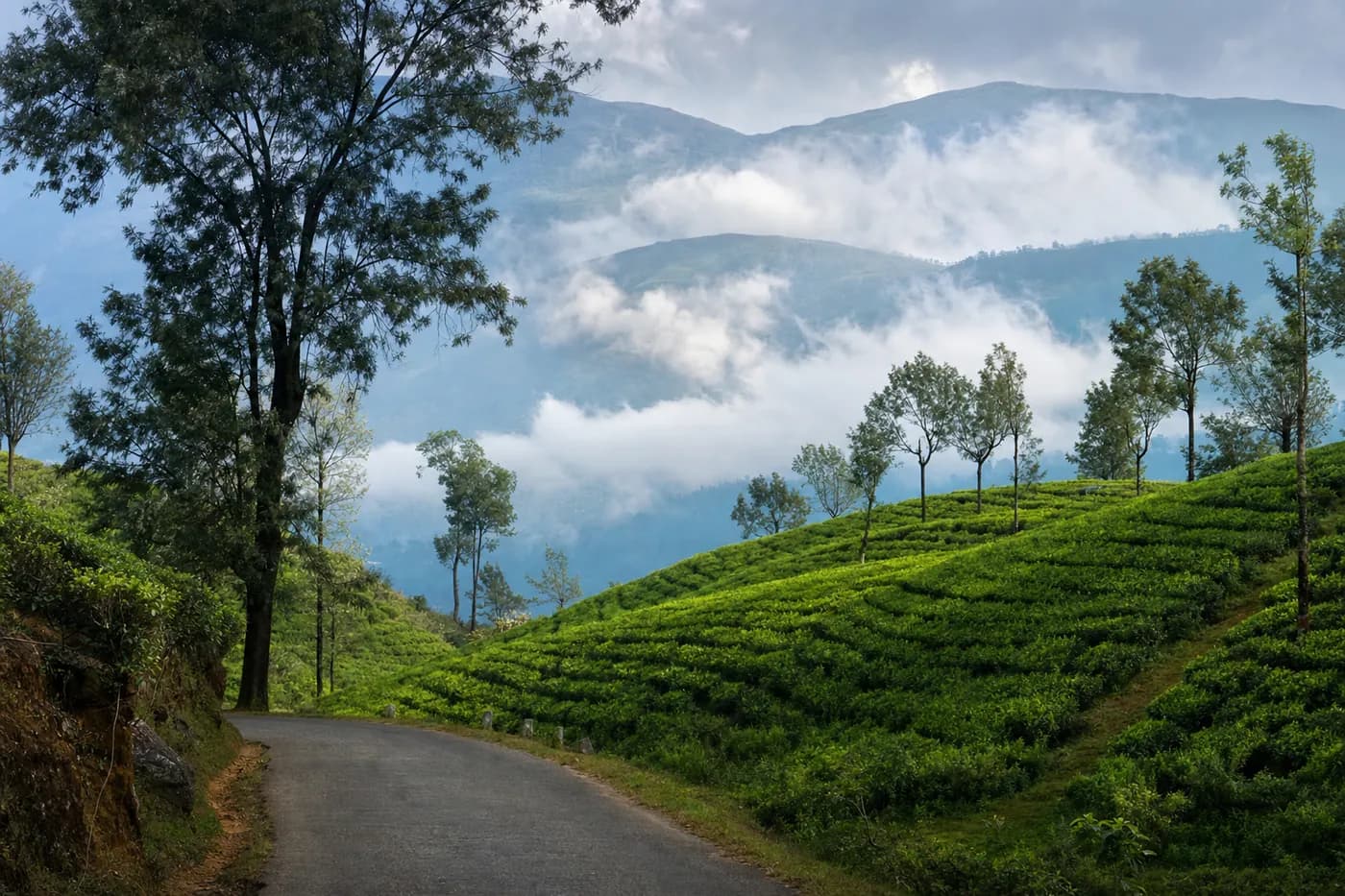 Rolling tea estates on steep green slopes in Sri Lankan hill country
